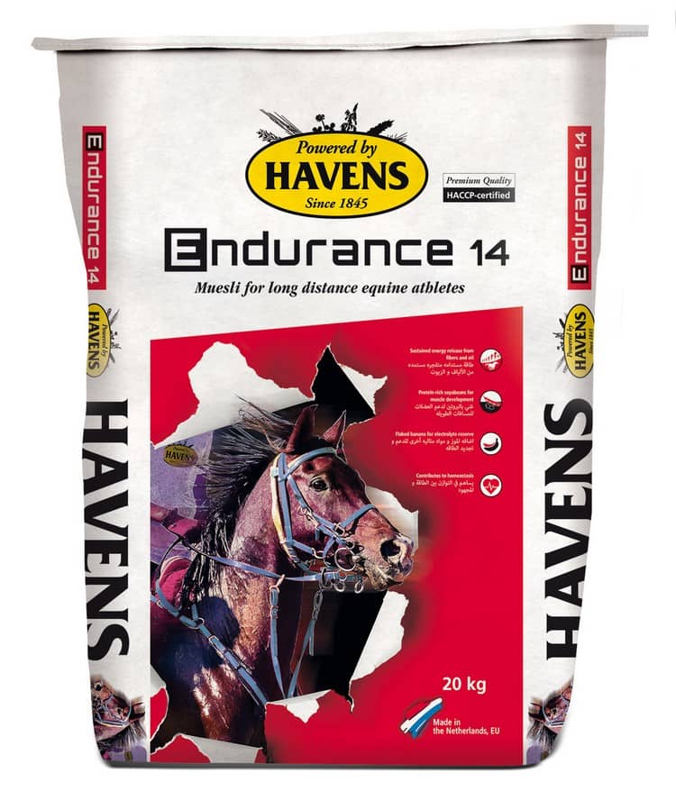 Paard-Endurance14