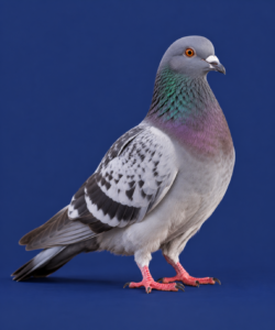 Duiven